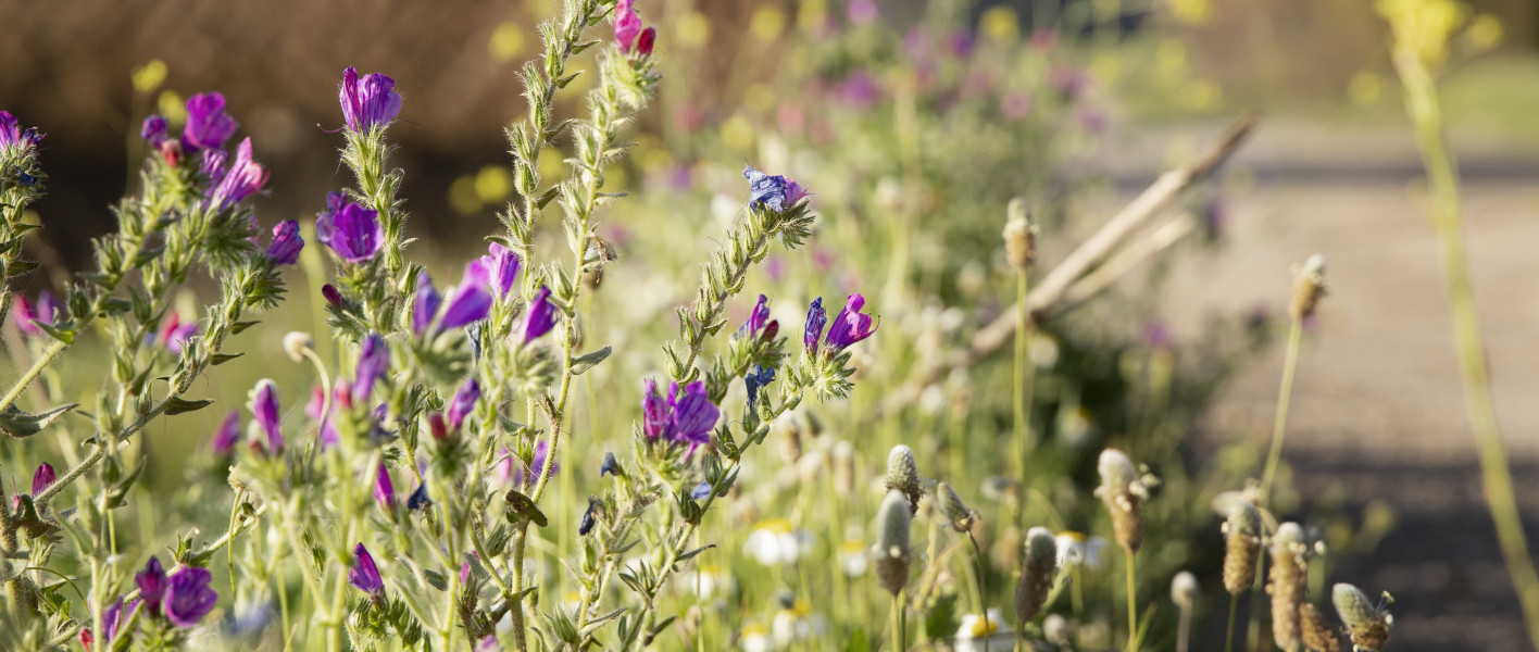 Festival des plantes