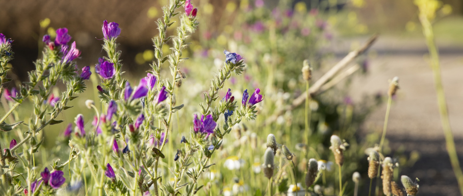 Festival des plantes